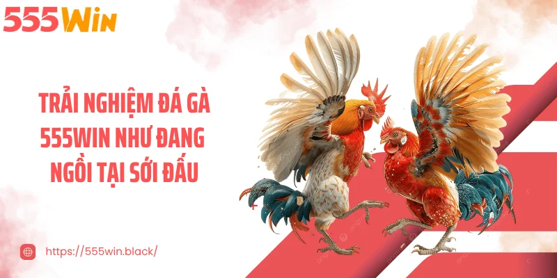 Trải nghiệm đá gà 555WIN như đang ngồi tại sới đấu